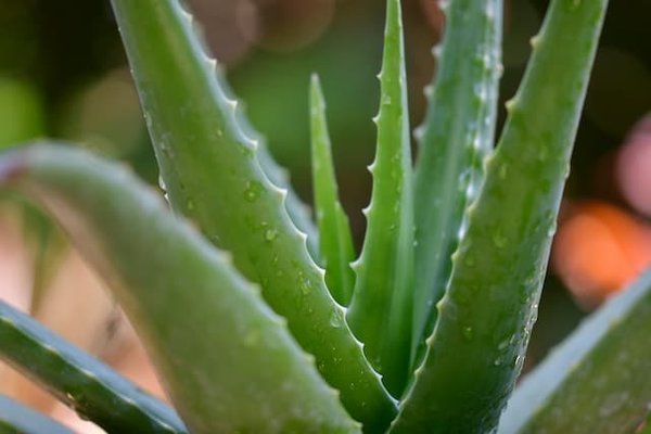 Les bienfaits de l'aloe vera en cuisine et comment l'utiliser
